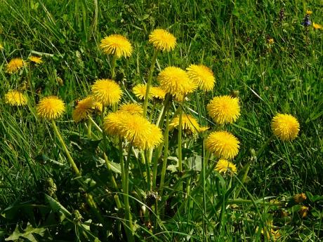 dandelion.standard 460x345.jpg