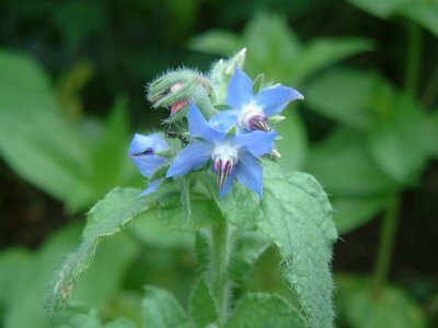 borage.JPG