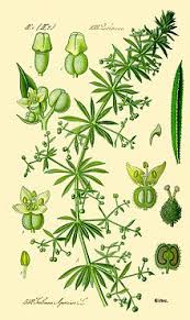 cleavers herb.jpg