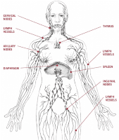 lymphatic system.gif