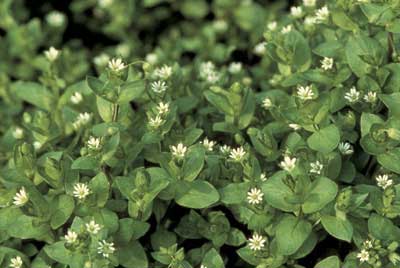 chickweed1.jpg