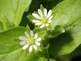 chickweed.jpg