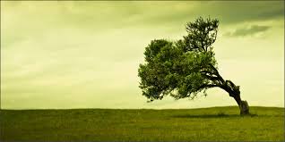 grounded with strong roots.jpg