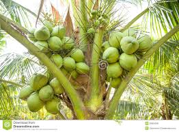 coconuts on the tree.jpg