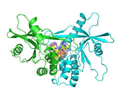 rallying the troops of the immune system.jpg