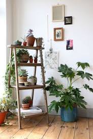 house plants.jpg