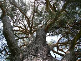 a tree with forked branches.jpg